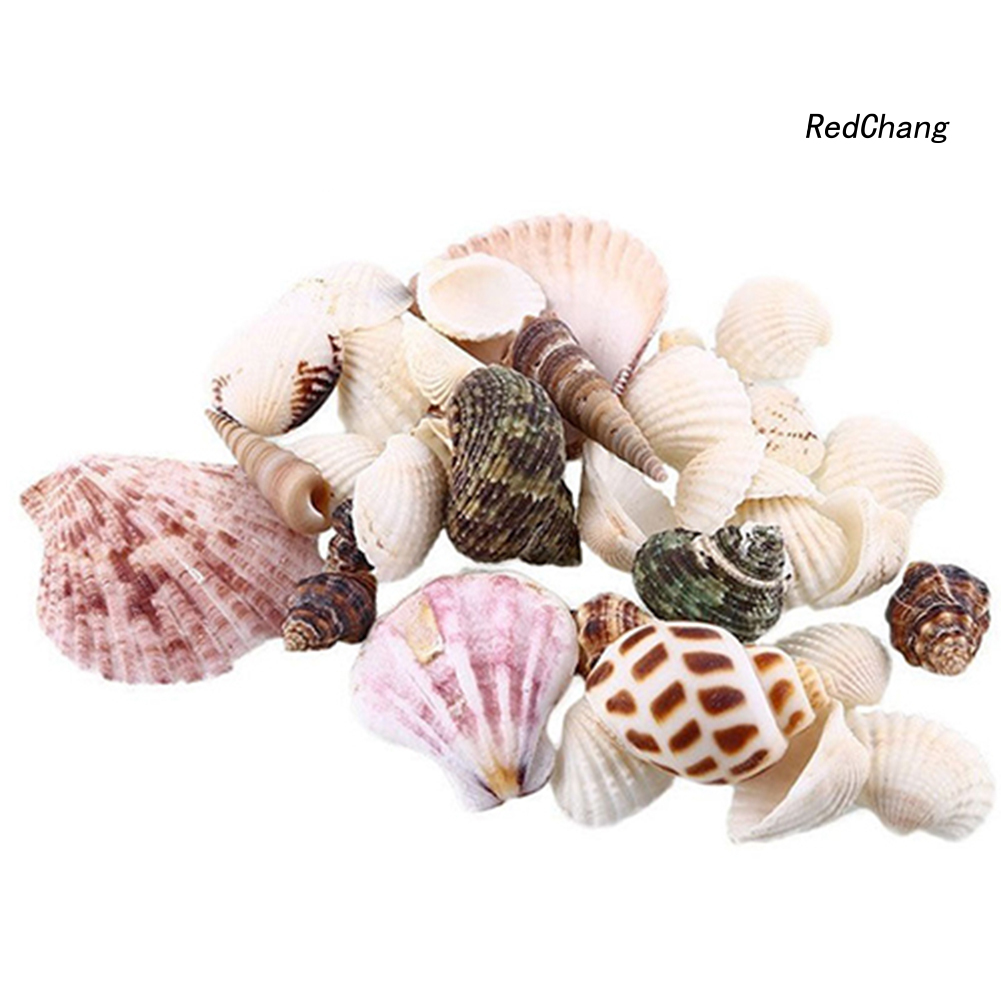100g Vỏ Sò Các Loại Trang Trí Bể Cá