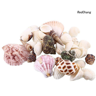 100g Vỏ Sò Các Loại Trang Trí Bể Cá