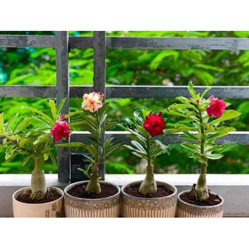 Cây HOA SỨ THÁI KÉP nhiều màu được chọn màu ( bán cây con ) rễ trần