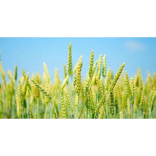 Bột Mì Hữu Cơ Đa Dụng Ecorog Gói Đạt Tiêu Chuẩn EU Organic Gói 1Kg