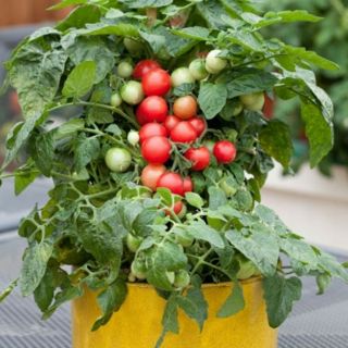 Cây cà chua bi lùn quả đỏ