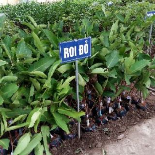 Cây giống roi đỏ thái,cây chiết cành