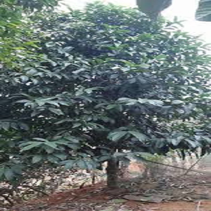 CÂY GIỐNG CÂY TAI CHUA  CAO SẢN, DÒNG QUẢ SỚM, SIÊU KINH TẾ