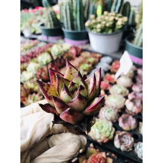 Sen đá vỉ size 3-5cm
