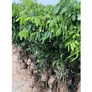 Cây Giống nhãn siêu trái (hay gọi là nhãn Hồng Phúc)