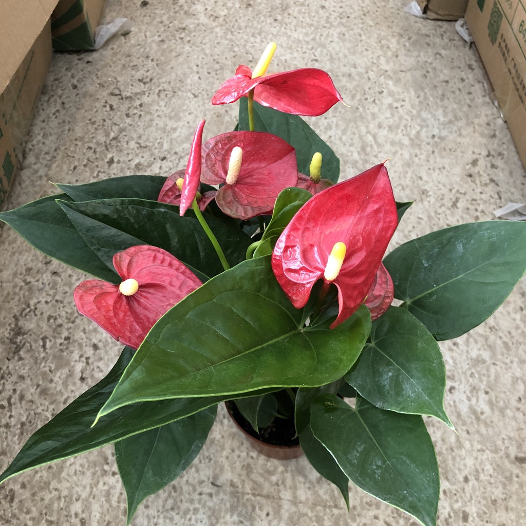 Hồng môn - Cây hoa hồng môn đỏ cao 20cm màu sắc đỏ tươi mang lại may mắn hạnh phúc