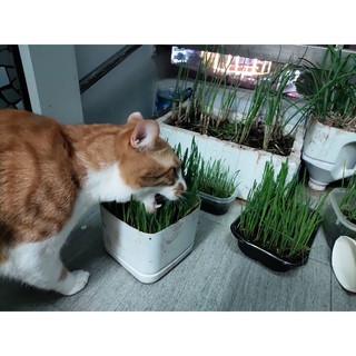 cỏ lúa mì trồng sẵn cho mèo