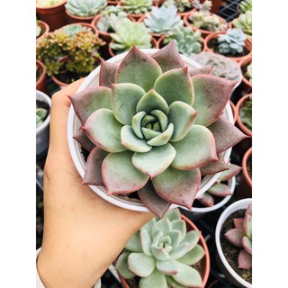 sen đá mận tím (sz 10cm)