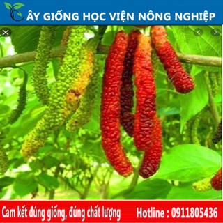 Cây ăn quả- cây dâu quả dài