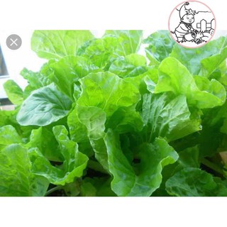 HẠT CẢI BẸ DÚN - GÓI 10 GRAM