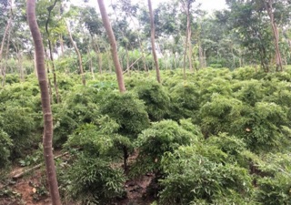 Combo 5 cây đinh năng giống