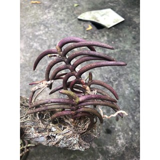 Lan sừng trâu rừng