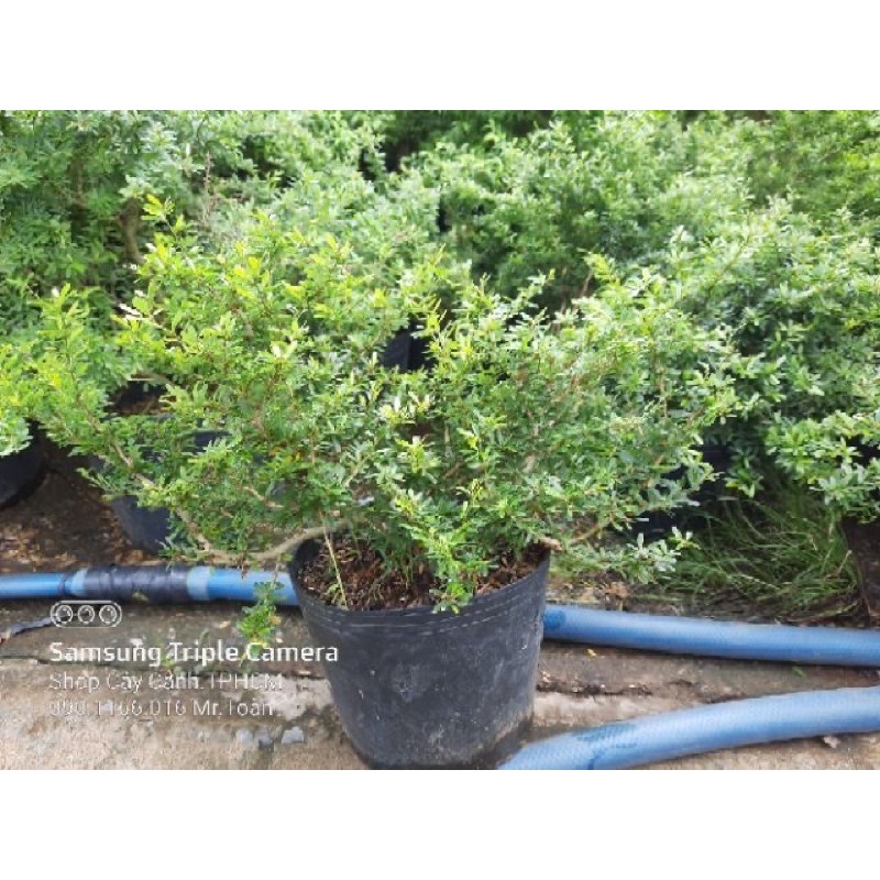 Linh Sam Siêu Bông