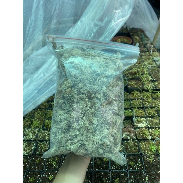 Dớn trắng , giá thể trồng cây bắt mồi