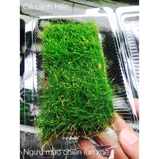 Ngưu mao chiên lùn xoè - cây thuỷ sinh trồng tiền cảnh siêu đẹp siêu xanh