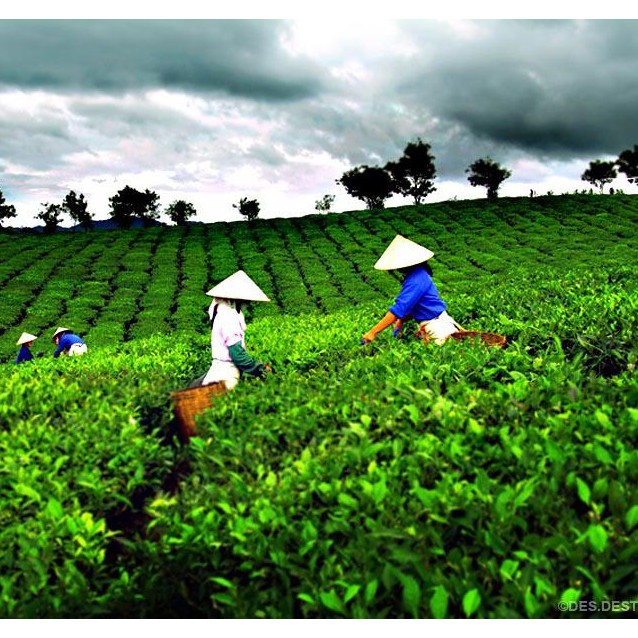 Trà xanh móc câu bắc thái 500gr loại 1 thơm ngon đặc biệt NutiFarm