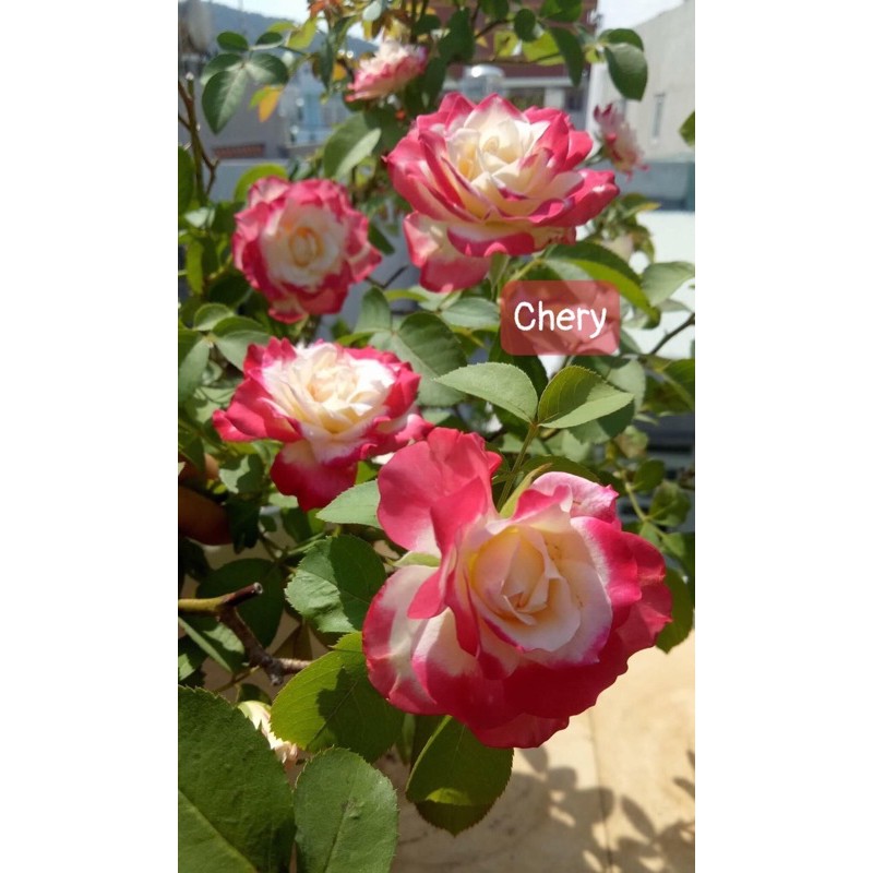 10 gốc hồng ngoại 10 màu