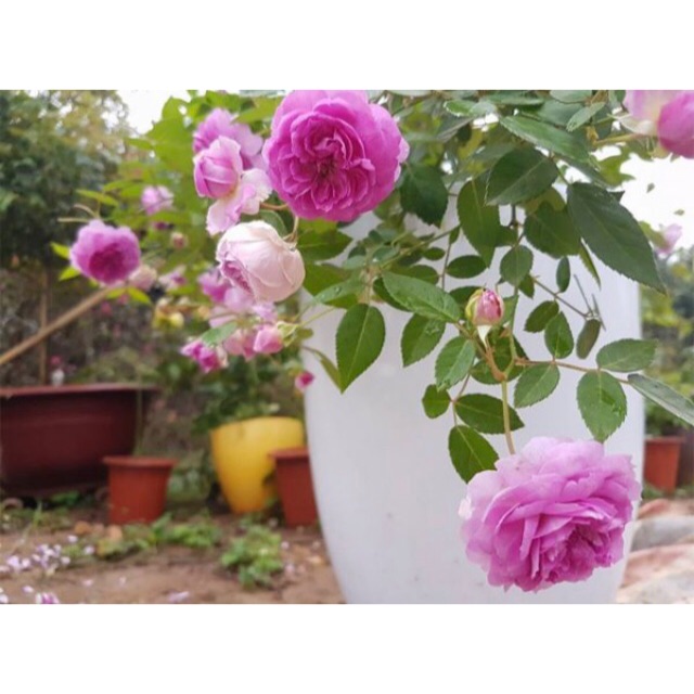 Hoa hồng aunt margy’s rose