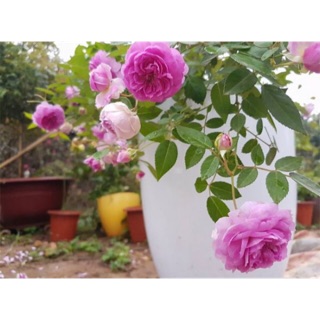 Hoa hồng aunt margy’s rose (nguyên bản)