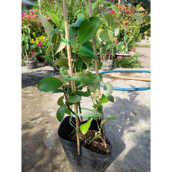 Cây giống táo Thái Lan