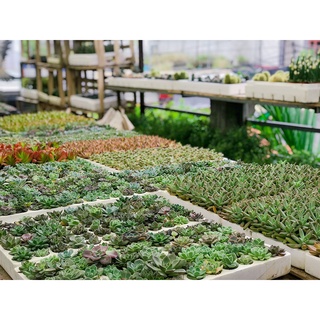 Sen Vỉ Mini Cây Trang Trí Để Bàn
