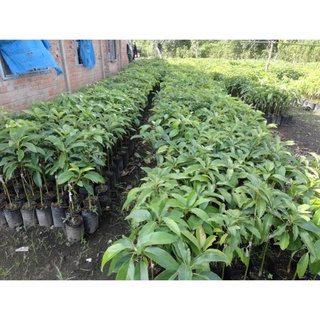 Cây giống bơ 034 .