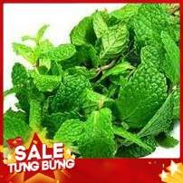 Húng xoăn tươi sạch an toàn dinh dưỡng