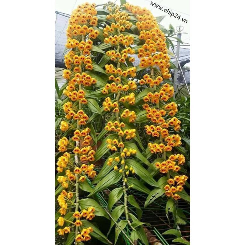 Sản phẩm 1 bó lan phi điệp vàng rừng tây bắc siêu to, hoa siêu đẹp + Tặng (0,3kg) phân hữu cơ cao cấp