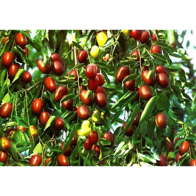 Táo đỏ Tân Cương