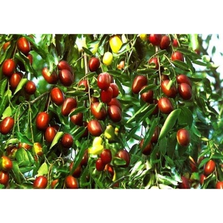 Táo đỏ Tân Cương