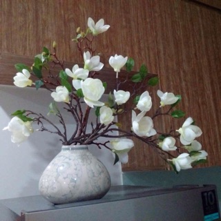 Mộc lan cành cao 80cm