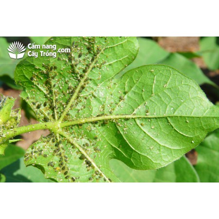 Dịch tỏi ớt sả + tinh dầu neem trừ côn trùng rầy rệp hại cây trồng- 100% hữu cơ sinh học chai 150ml (chili 150ml)