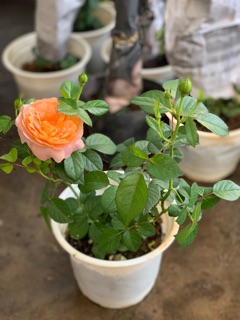 Tezza cam cam cá hồi xinh, siêu thơm