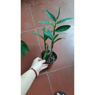 hoa phong lan kiều vàng