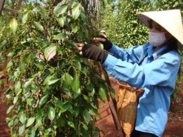 400gr tiêu hạt đen Daklak chất lượng xuất khẩu