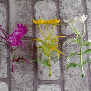 100gram cỏ điểm