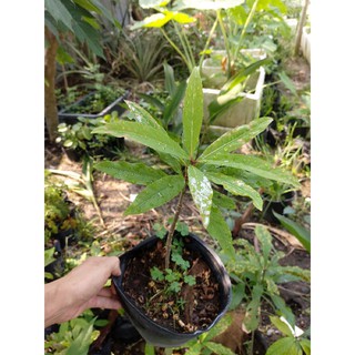Cây hoa Lộc Vừng đỏ (cây giống)