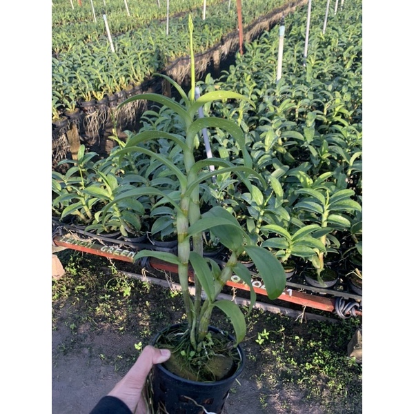 Hoa Lan Denro Lavender cây đang nụ