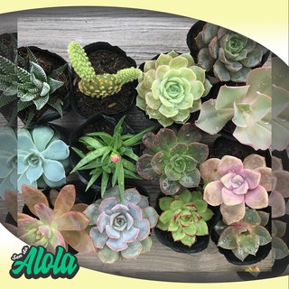 Combo 12 Sen đá ngẫu nhiên (Sen bầu 3-7 cm)