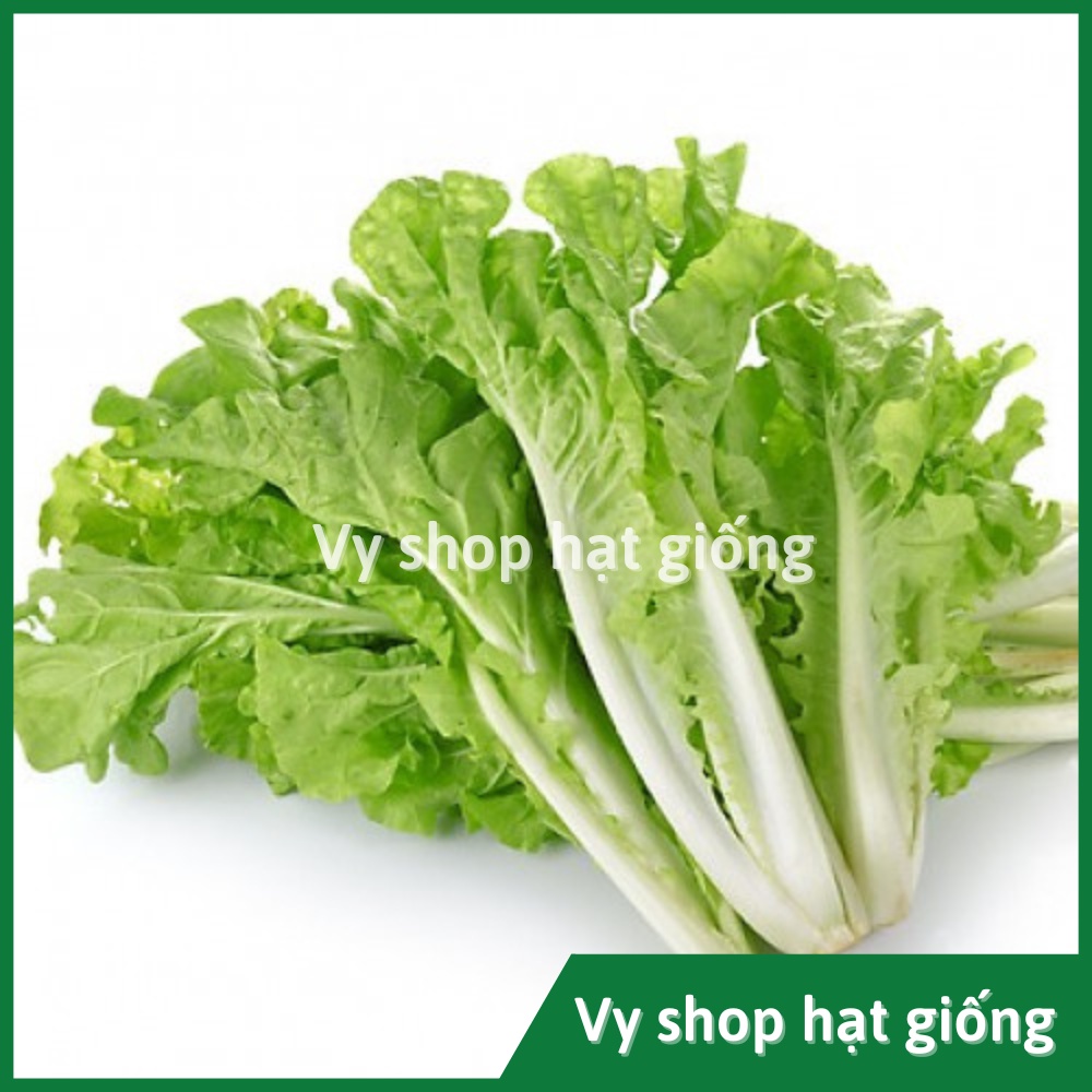 Hạt giống rau cải bẹ dúm  Thái Lan gói 2100 hạt
