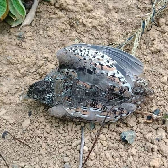 Cung bẫy chim cút