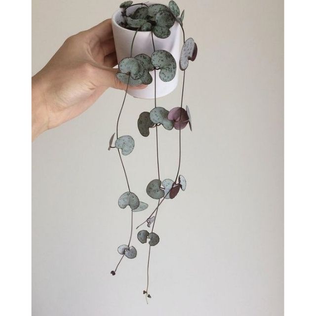 Tim Tím - String of hearts