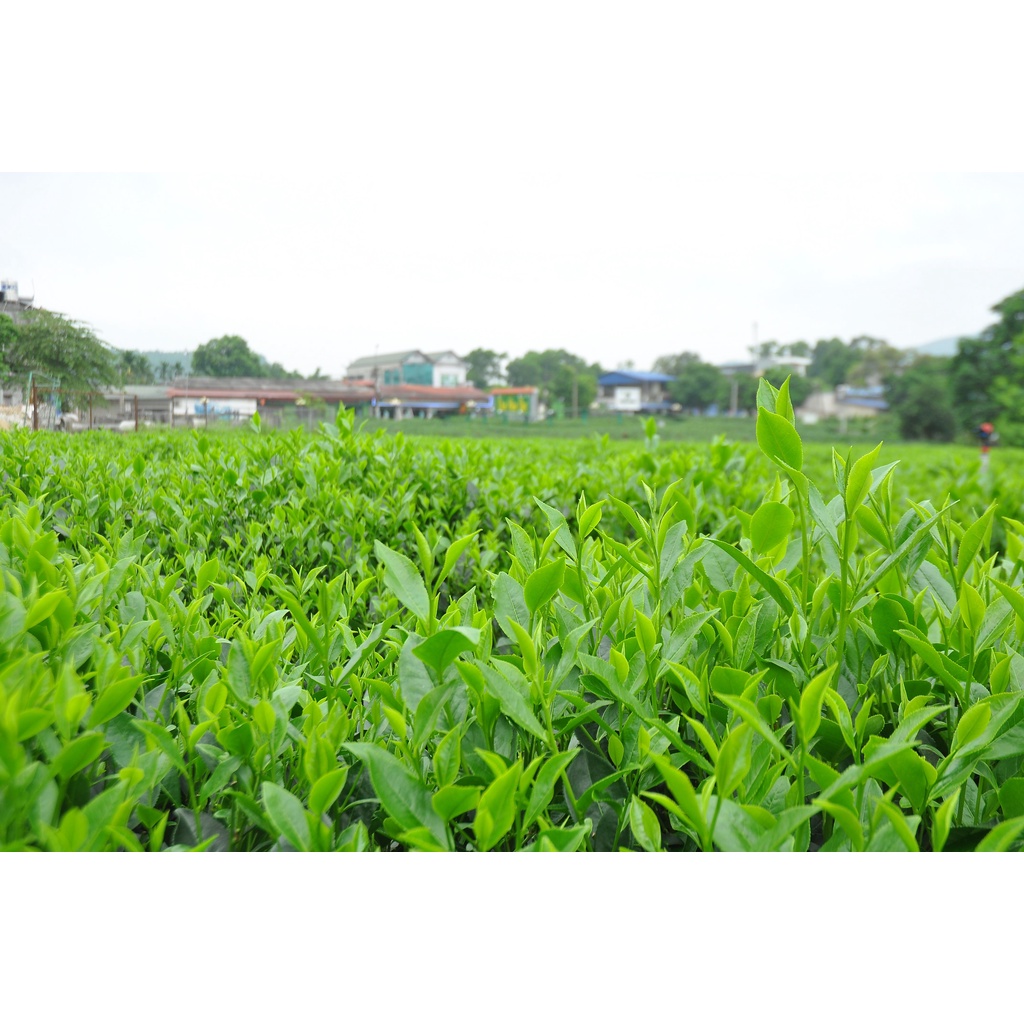 Chè Móc Câu Đặc Biệt - Hợp Tác Xã Chè Hảo Đạt - Chè Tân Cương Thái Nguyên