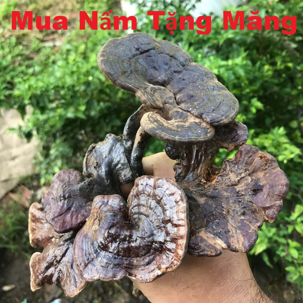 Nấm Linh Chi đen chuẩn rừng Bình Thuận loại 1kg