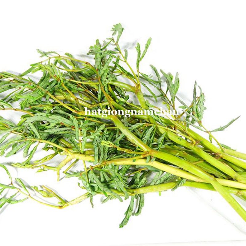 100 H - HẠT GIỐNG RAU RÚT DÚT
