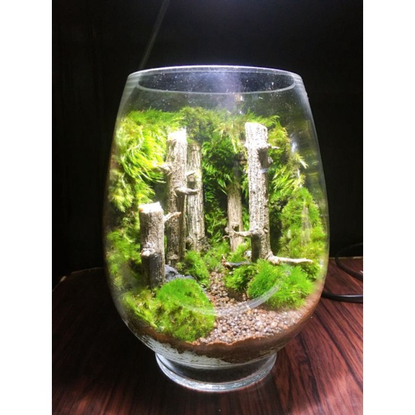 Bình tiểu cảnh Terrarium dùng trang trí bàn làm việc, học tập, quà tặng....