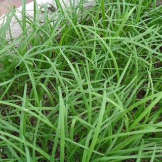 Hạt giống hẹ lá cao sản Nhật Bản