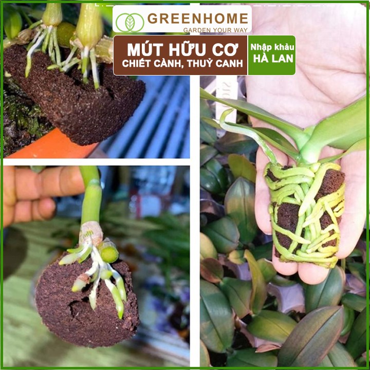 Bộ 5 Mút ươm Kie Hà Lan, 6x6x4cm, hữu cơ, kích rễ, ươm hạt, chiết cành, trồng thuỷ canh |Greenhome