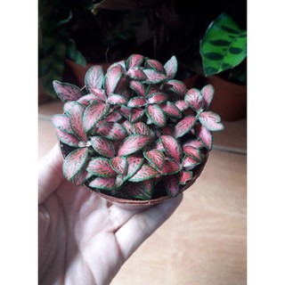 Cây Cẩm Nhung Đỏ [ Sale ]