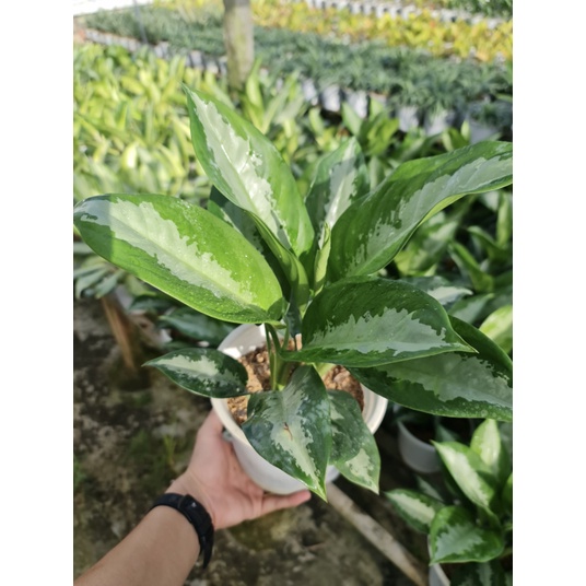 CÂY THANH LAM ,, phong thủy để bàn mini GIÁ RẺ, lọc không khí, Cây Tươi Nguyên CTN0450